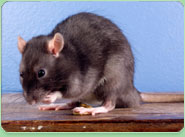 rat control Warrington