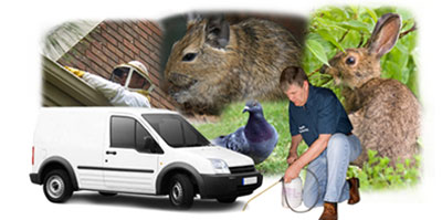 Warrington local van